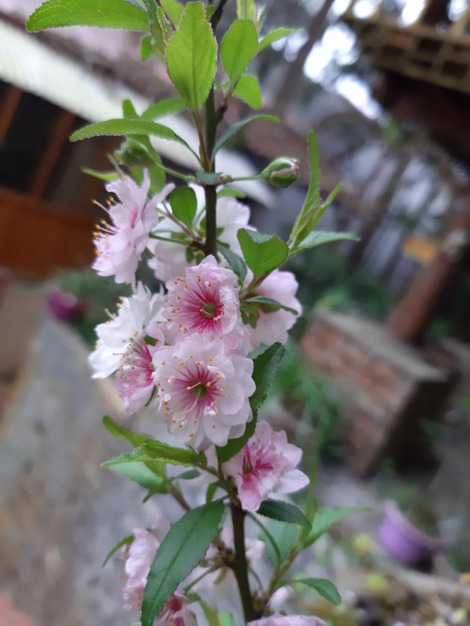 Dang Khoa Garden Inn Homestay Sapa Exterior foto